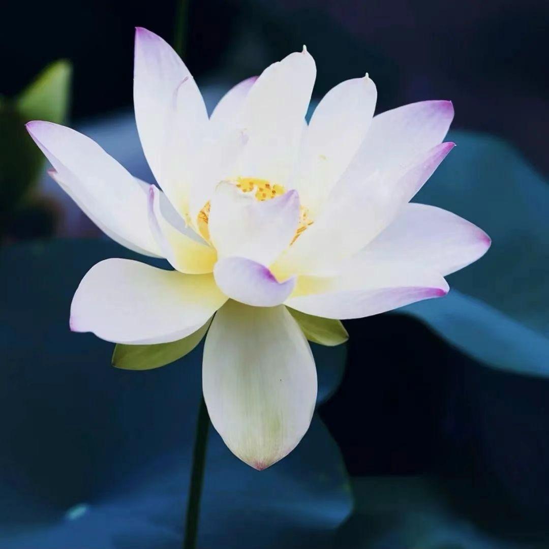 花开富贵子