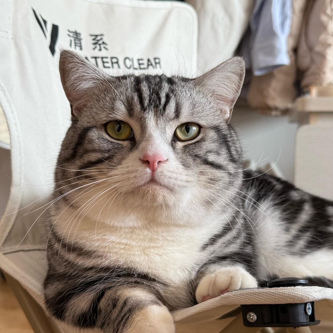 布鲁小猫