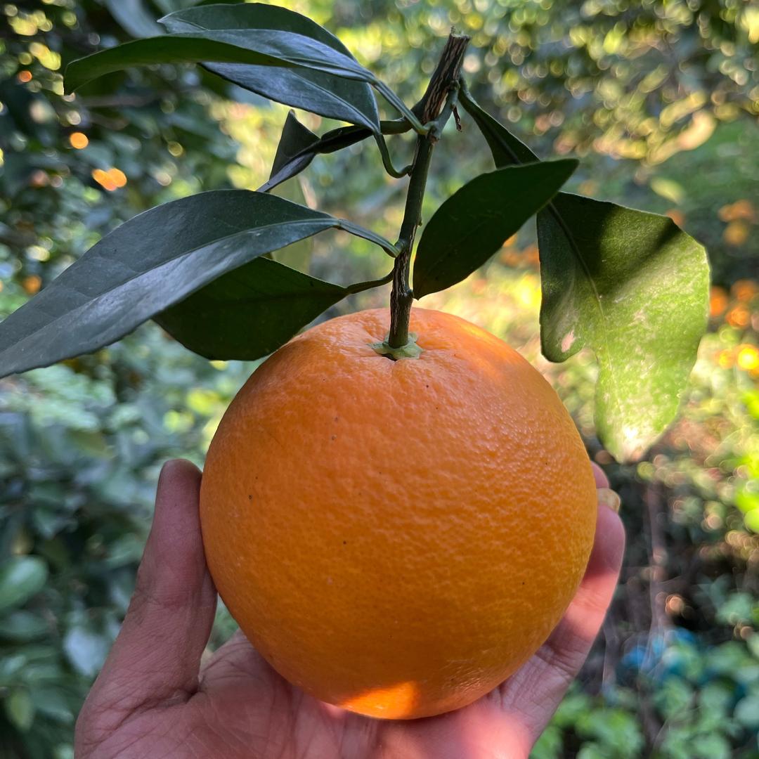 AAA橙心果业🍊