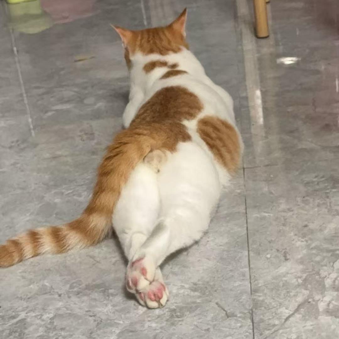 苏西和小鼻嘎🐱