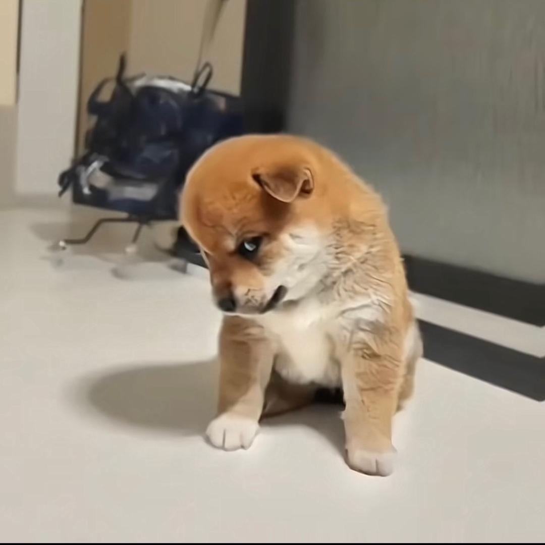 🫣一只小何🌈马