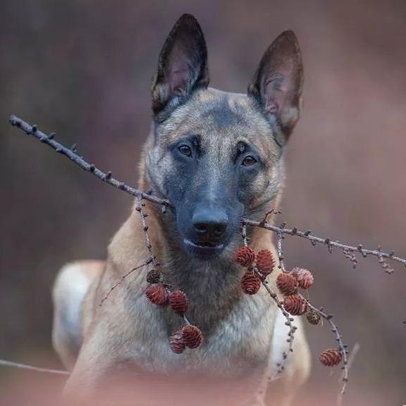 阿飞训犬吖