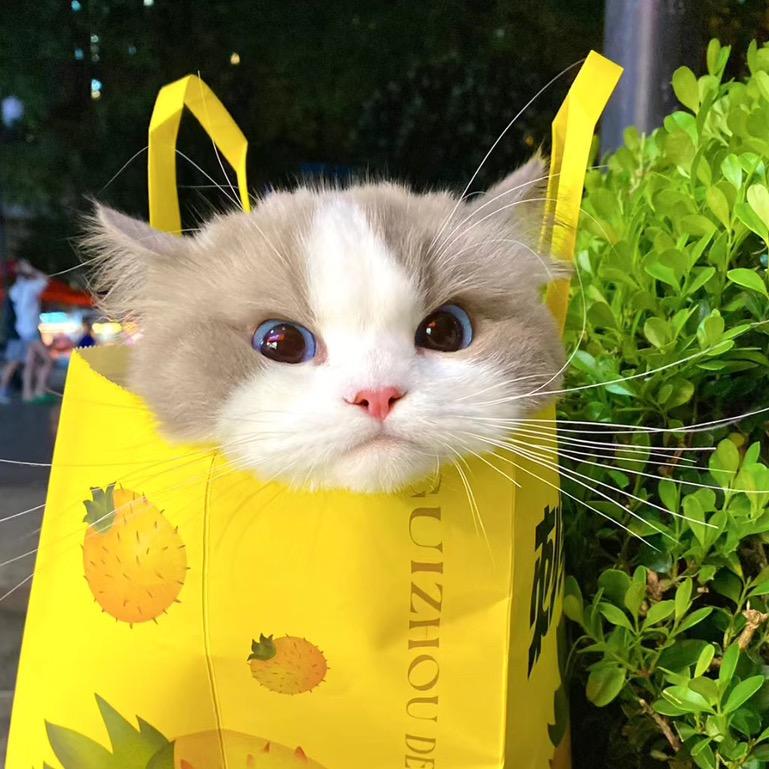 思屋宁喜欢他