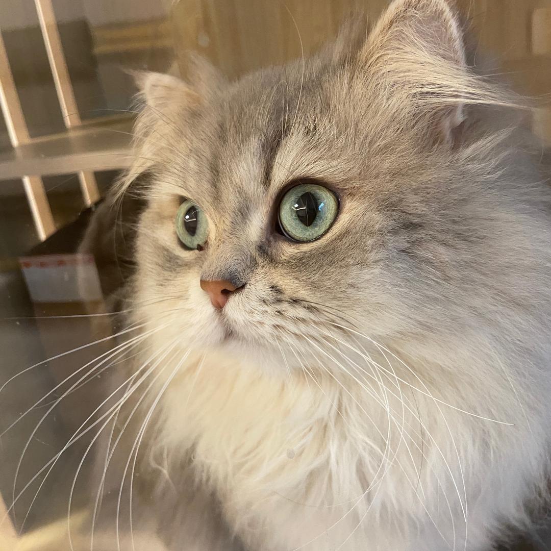我和我的猫猫们♤