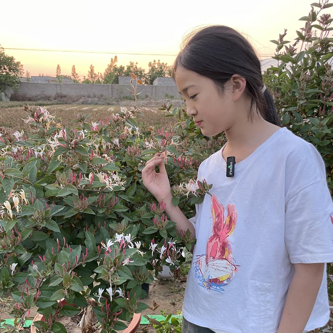 暖心苗木花卉