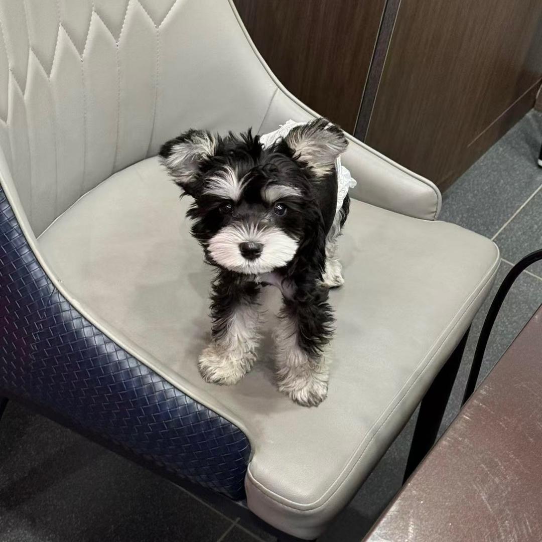 咔咔家雪纳瑞kaka～