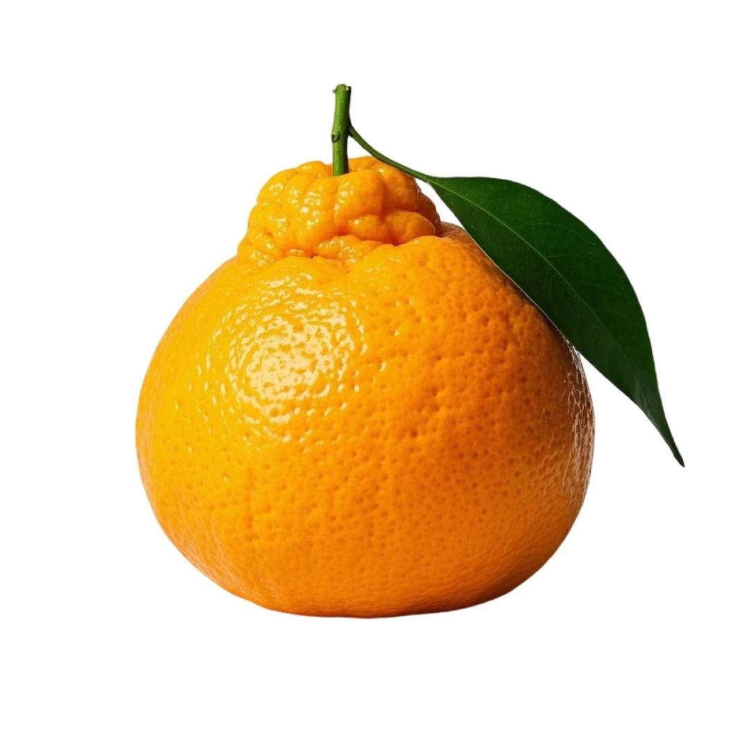 粑粑柑