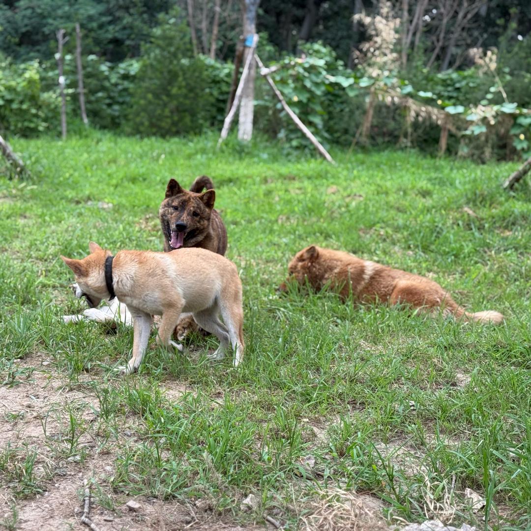 史老师的朋狗圈