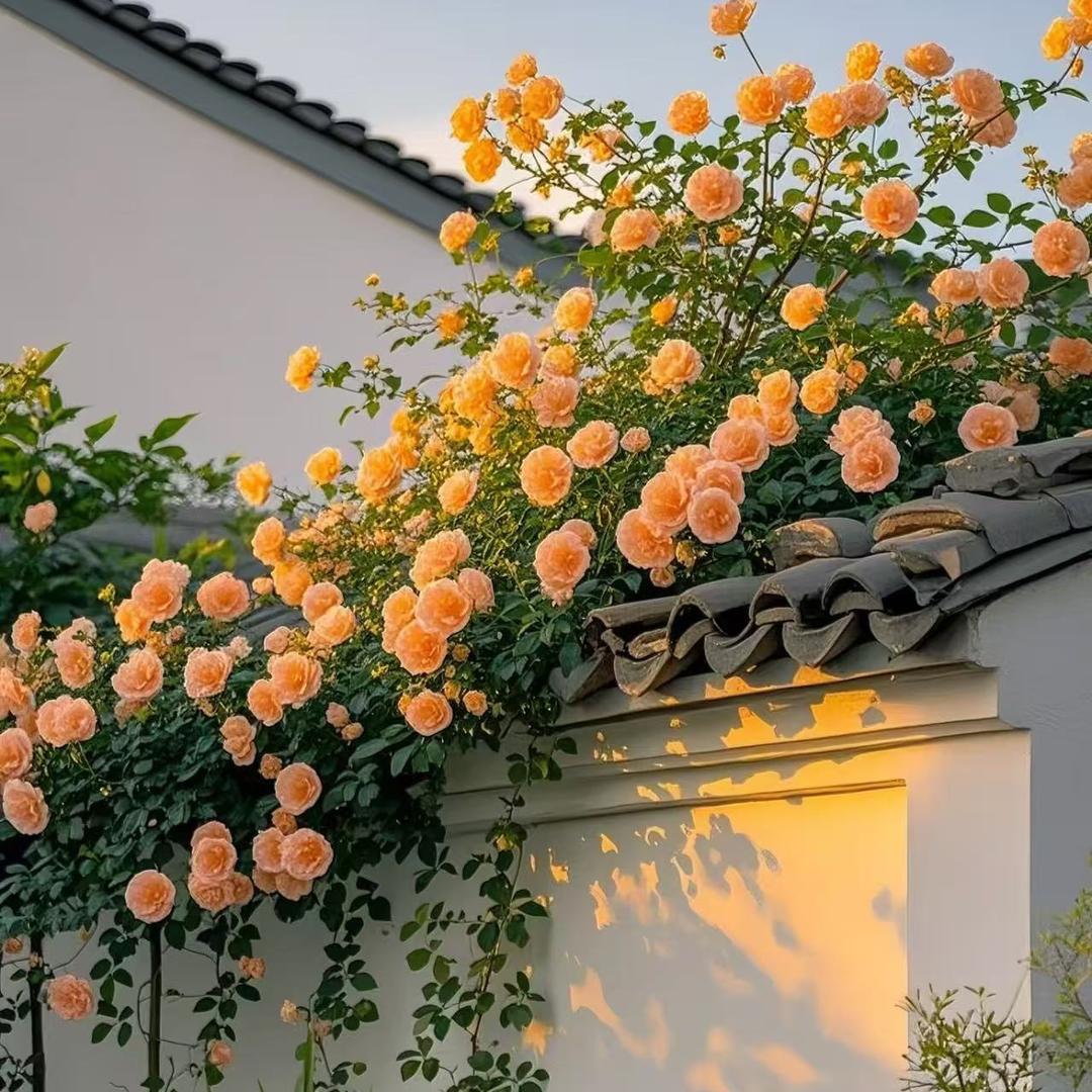 花姐的蓝莓种植园