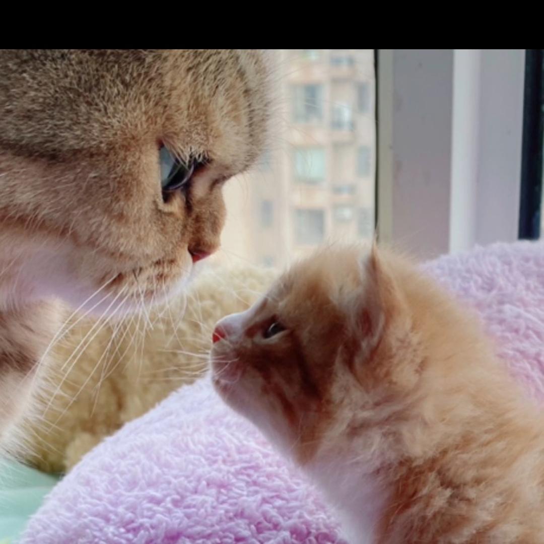 爱猫爱狗爱多肉