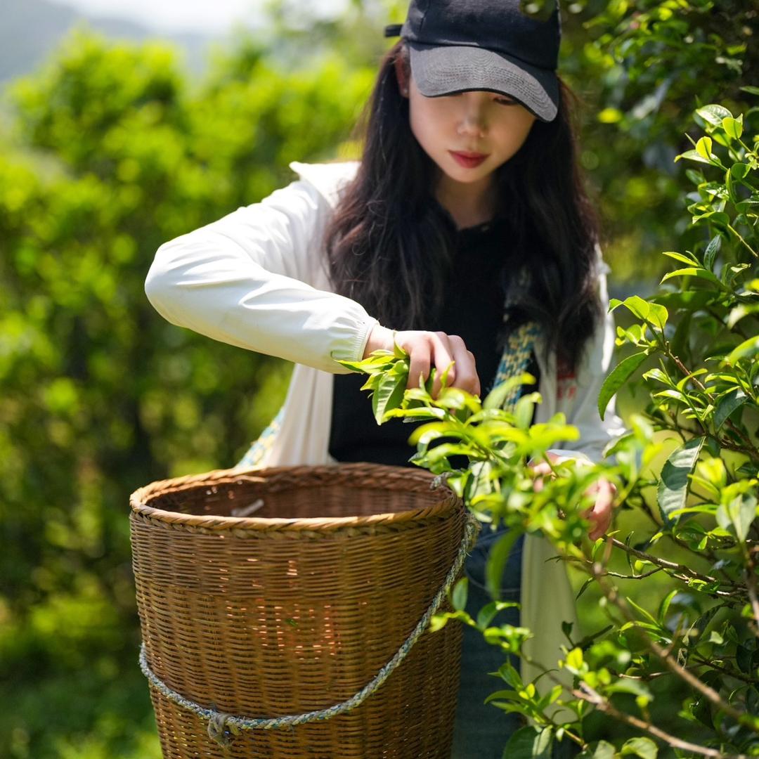 娅飞｜茶话