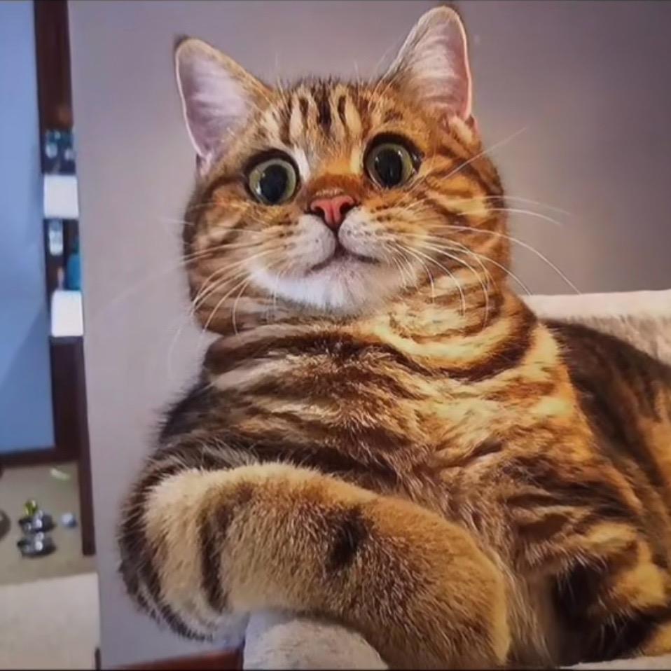 Bella