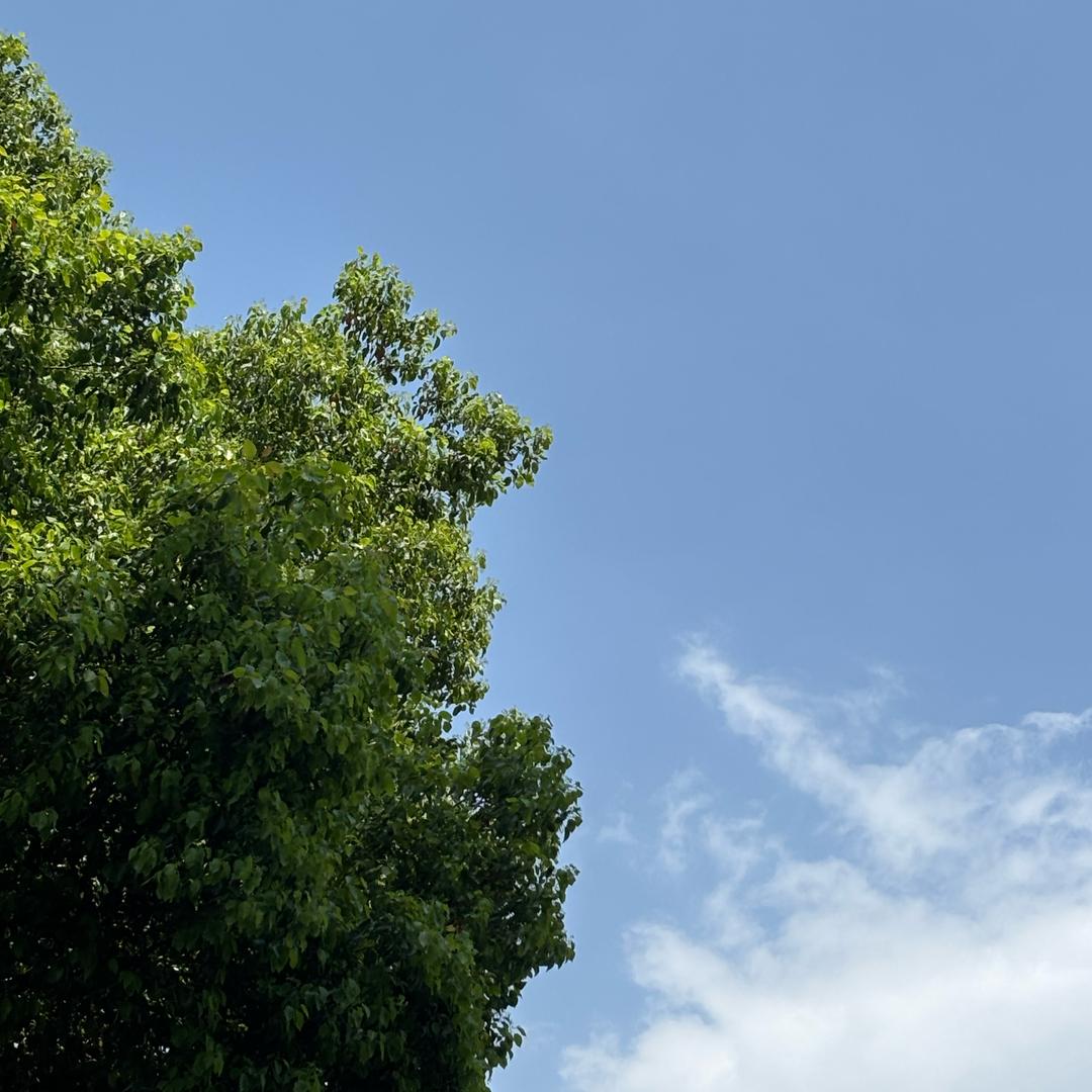 张夏
