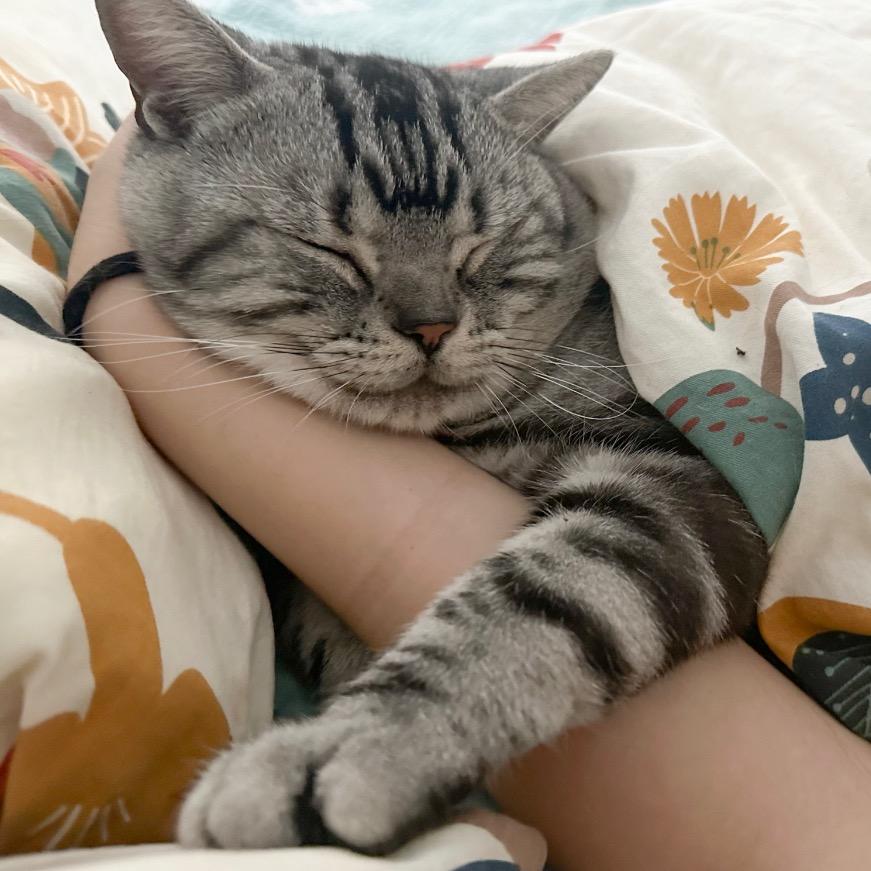 十七是只贪吃猫