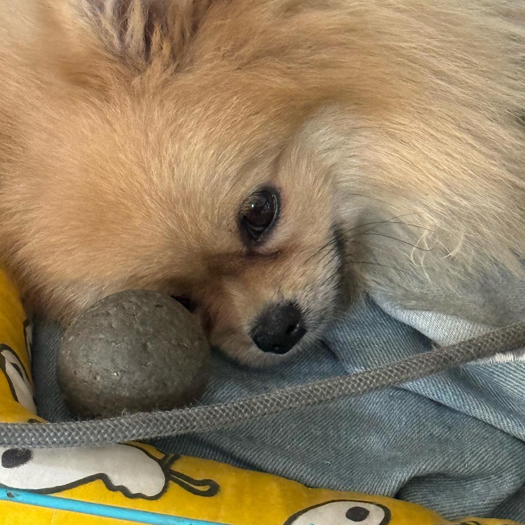球了个球