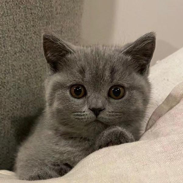 卡芙卡的猫