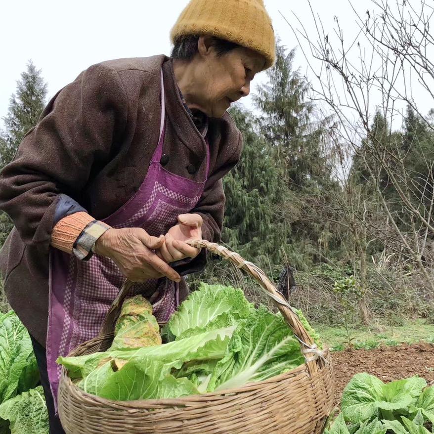 守护沉香奶奶