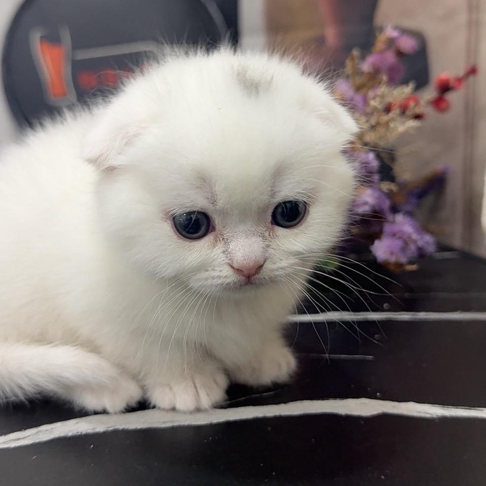 豆包是只猫