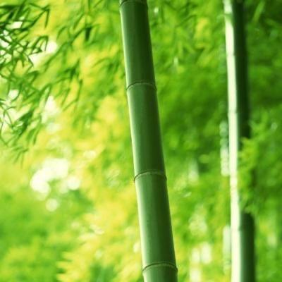 龙