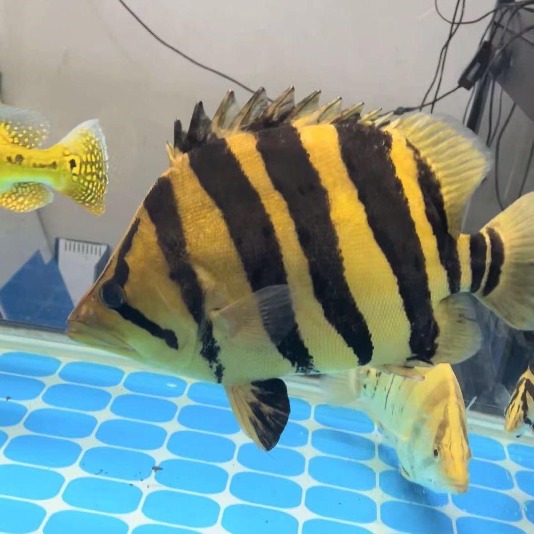 虎鱼阿烁