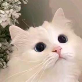໑ຼₒ₂⁴ღ᭄ꫛ琪琪꧔ꦿ᭄
