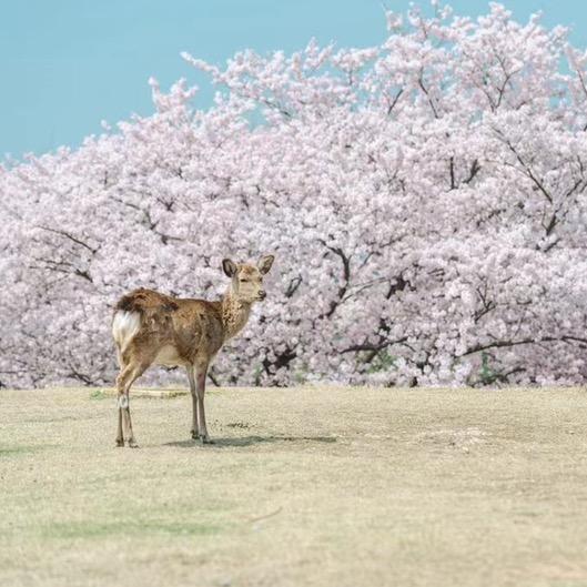 东京日语教员日常
