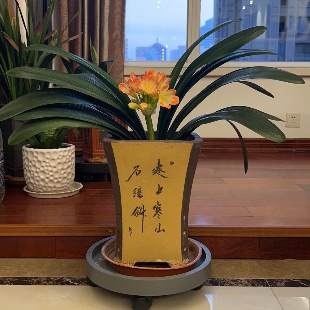 糖豆奶奶👵 ¹⁹¹⁵༗