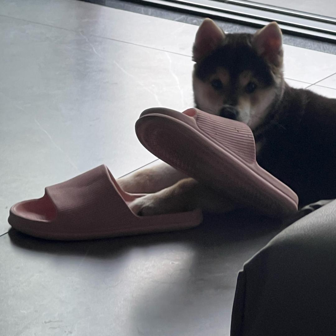 狗富贵 勿相忘