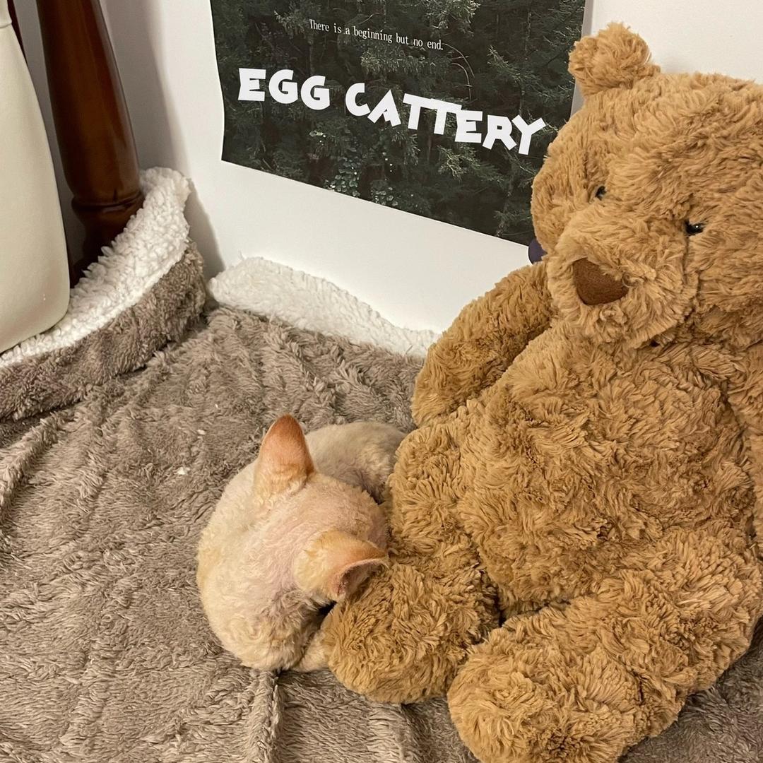 Egg Cattery鸡蛋家