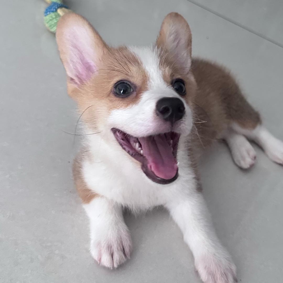 小宝是个大帅哥🐶