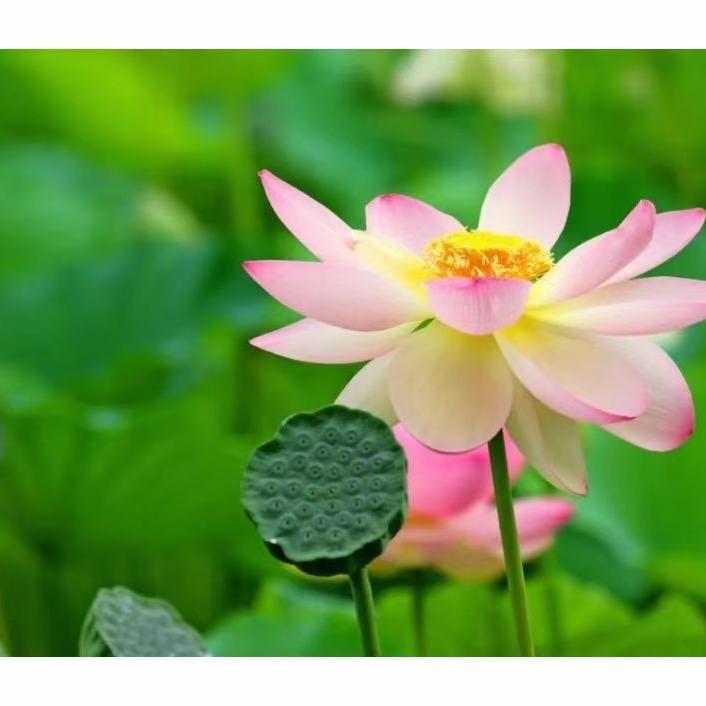 荔城区东峰珠宝有限公司ZGF