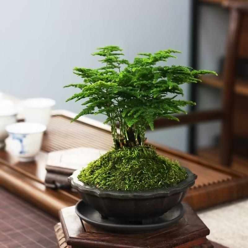花友居