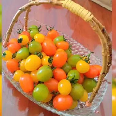 柿柿如意采摘园1 2号棚