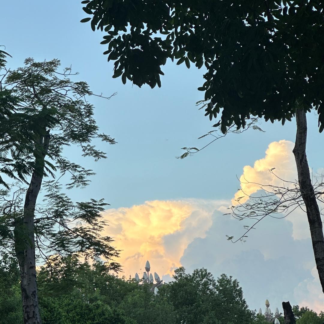 全世界种满香菜