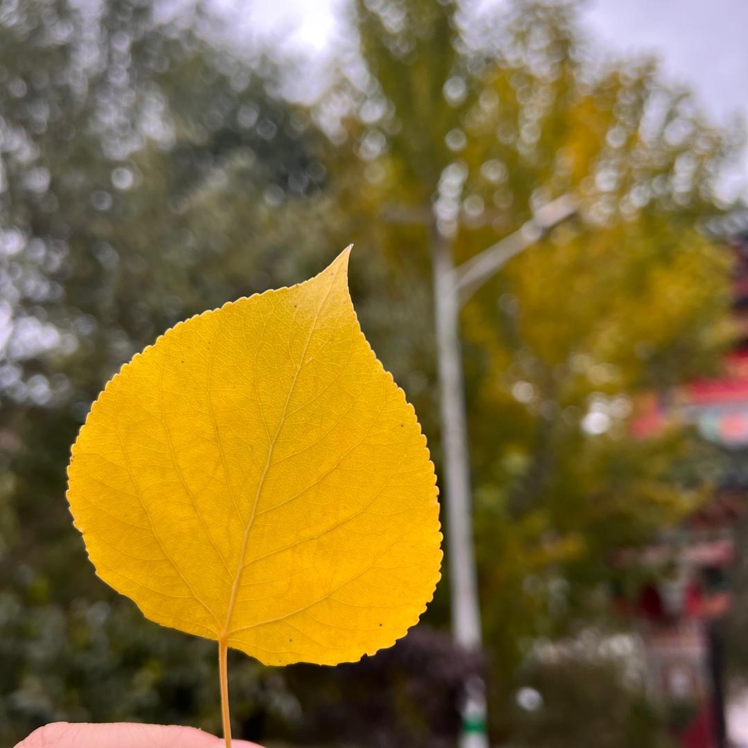 去遇见