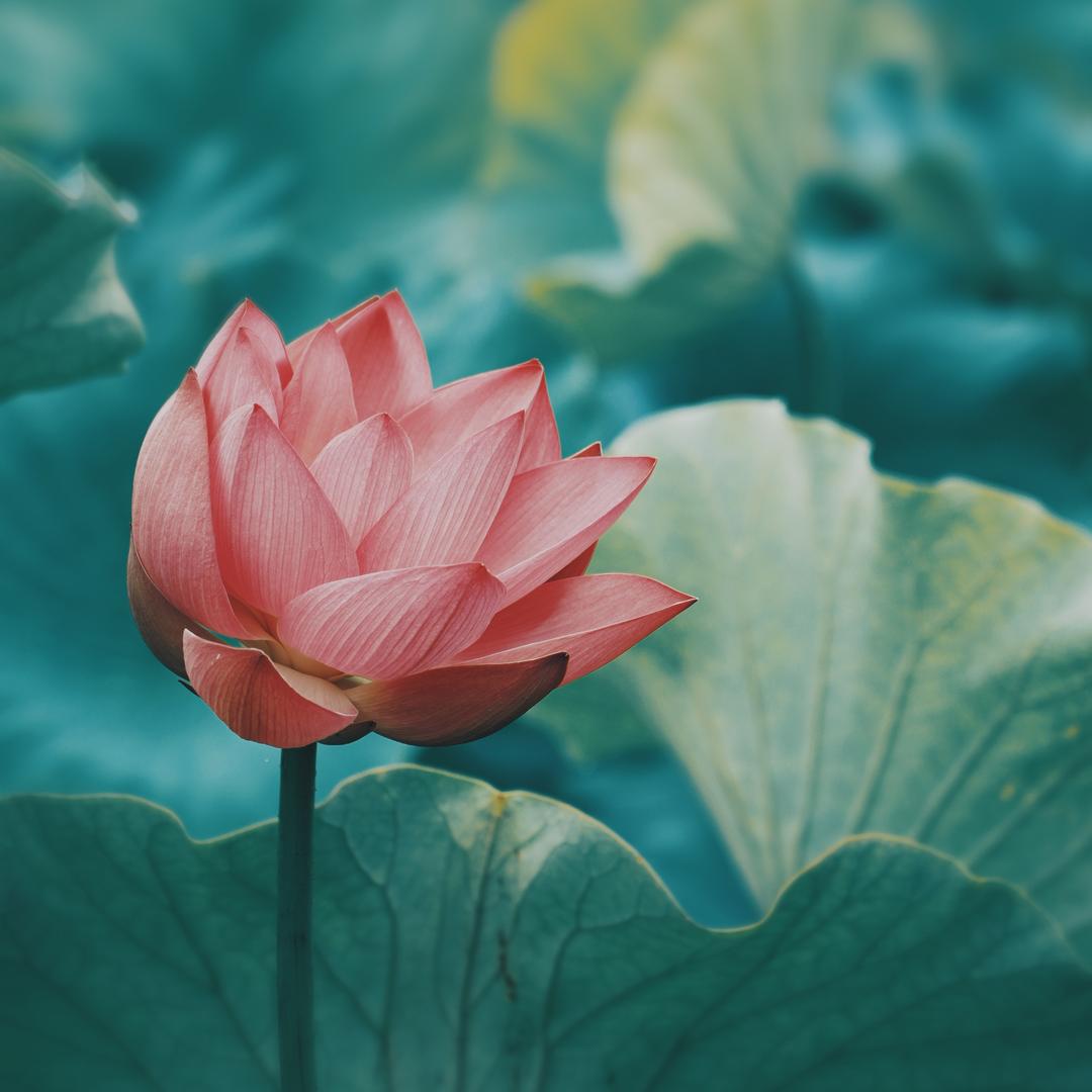 爱捣鼓的小芒果