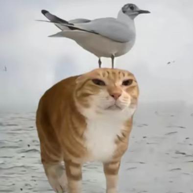 神奇宝贝