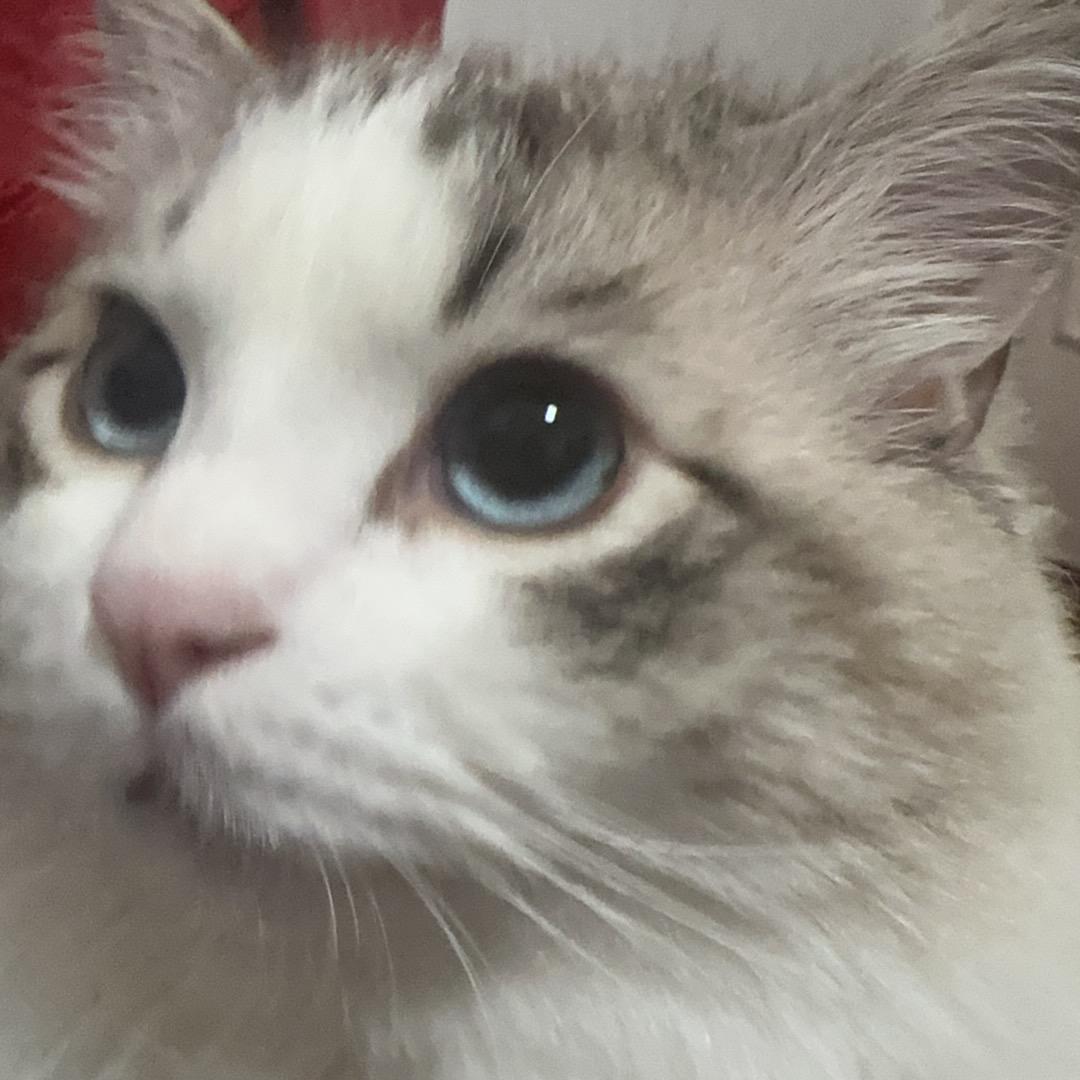 麦麦
