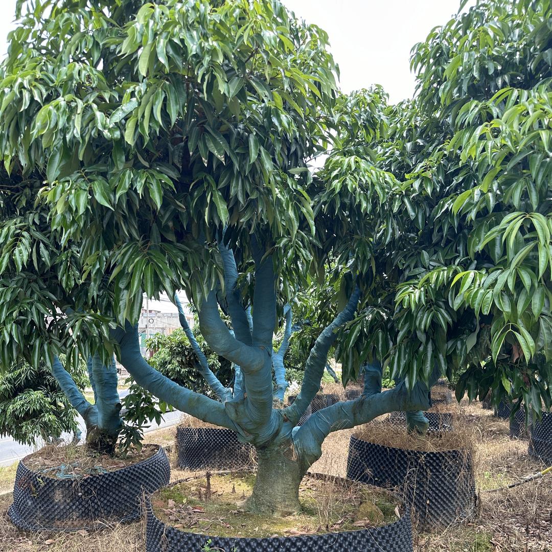 琪盛果树苗木专营店