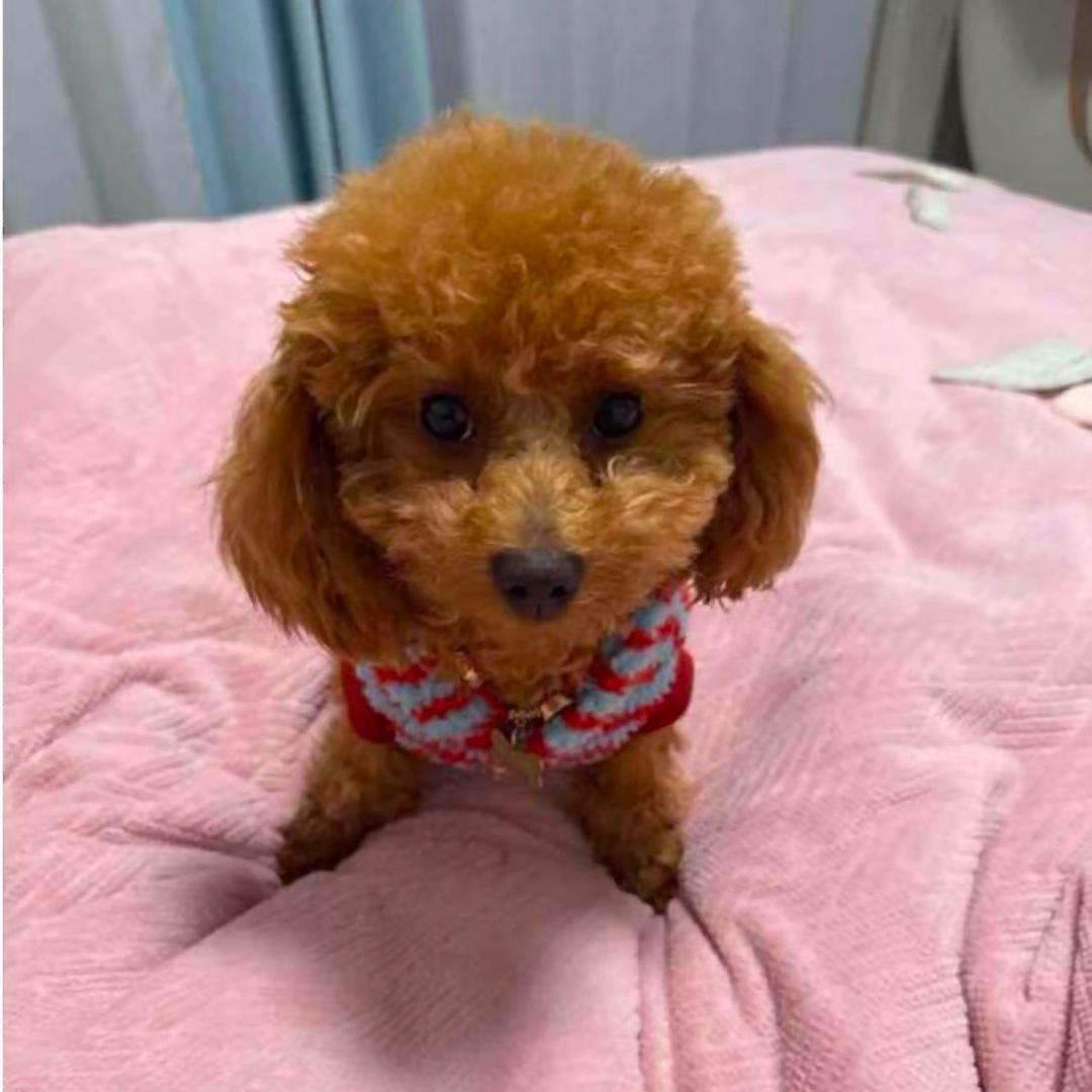 让🍁李🍁三🍁分