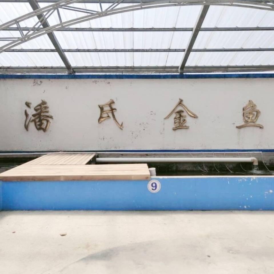 潘氏金鱼 小赵（朋友圈选鱼）