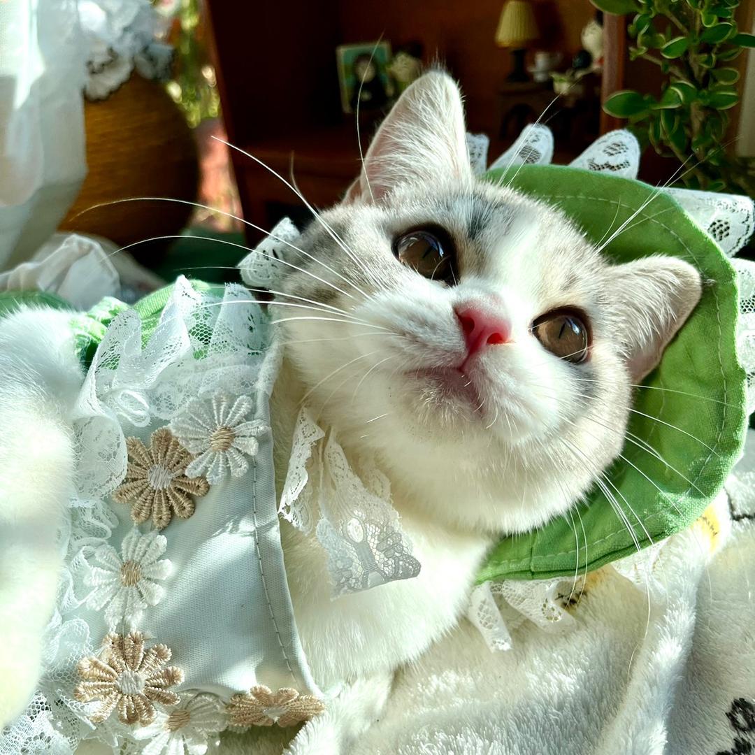曼尼是只奶瘾猫