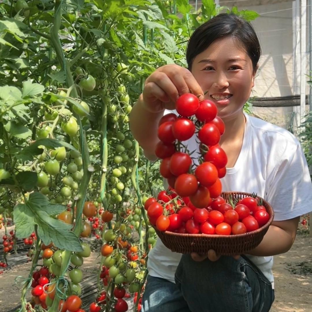 寿菜园艺