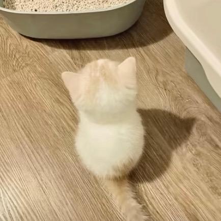 贪心的小猫