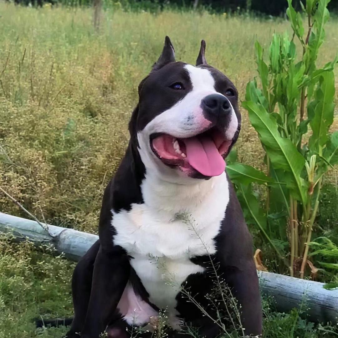 千户斯塔福犬舍（直播二号）
