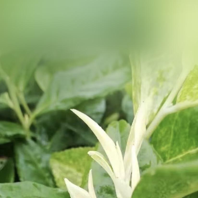 大浪登安吉白茶