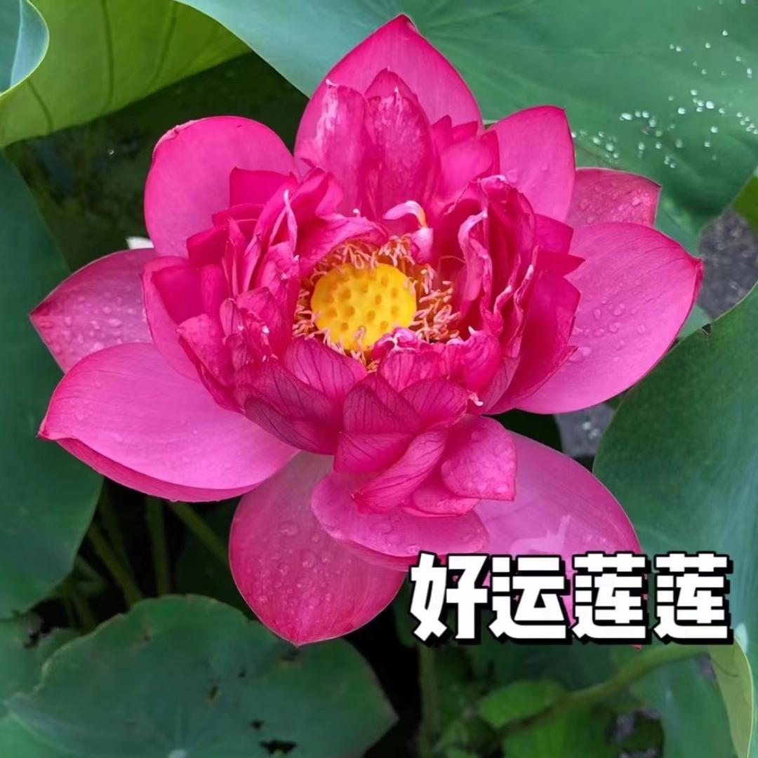 平安李哥