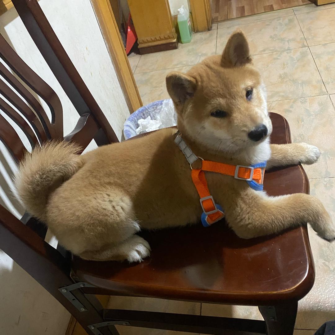 （圈子哥）黄忠