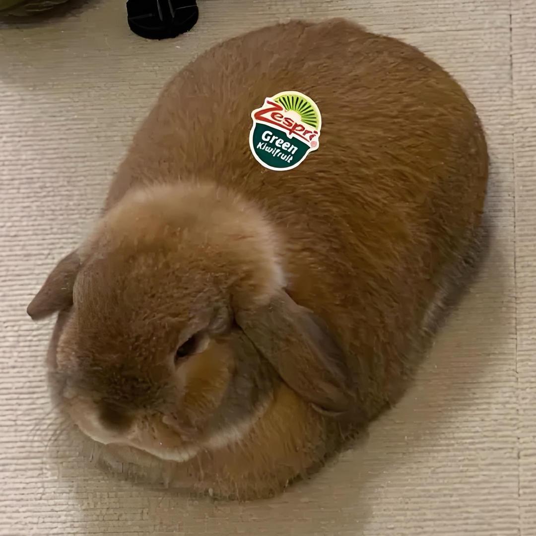 🐰猕猴桃🥝