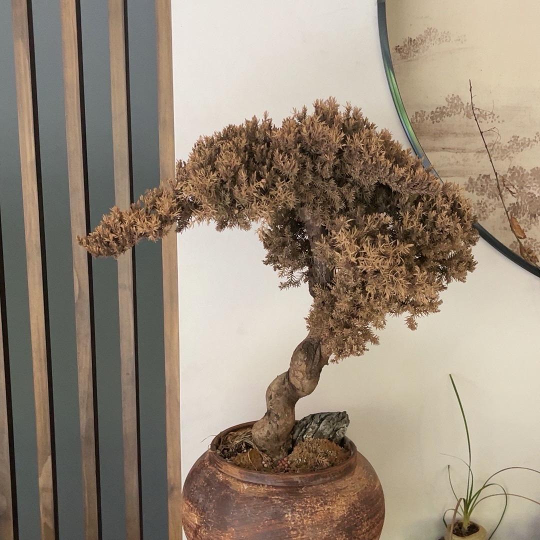 剧纪彩惠惠